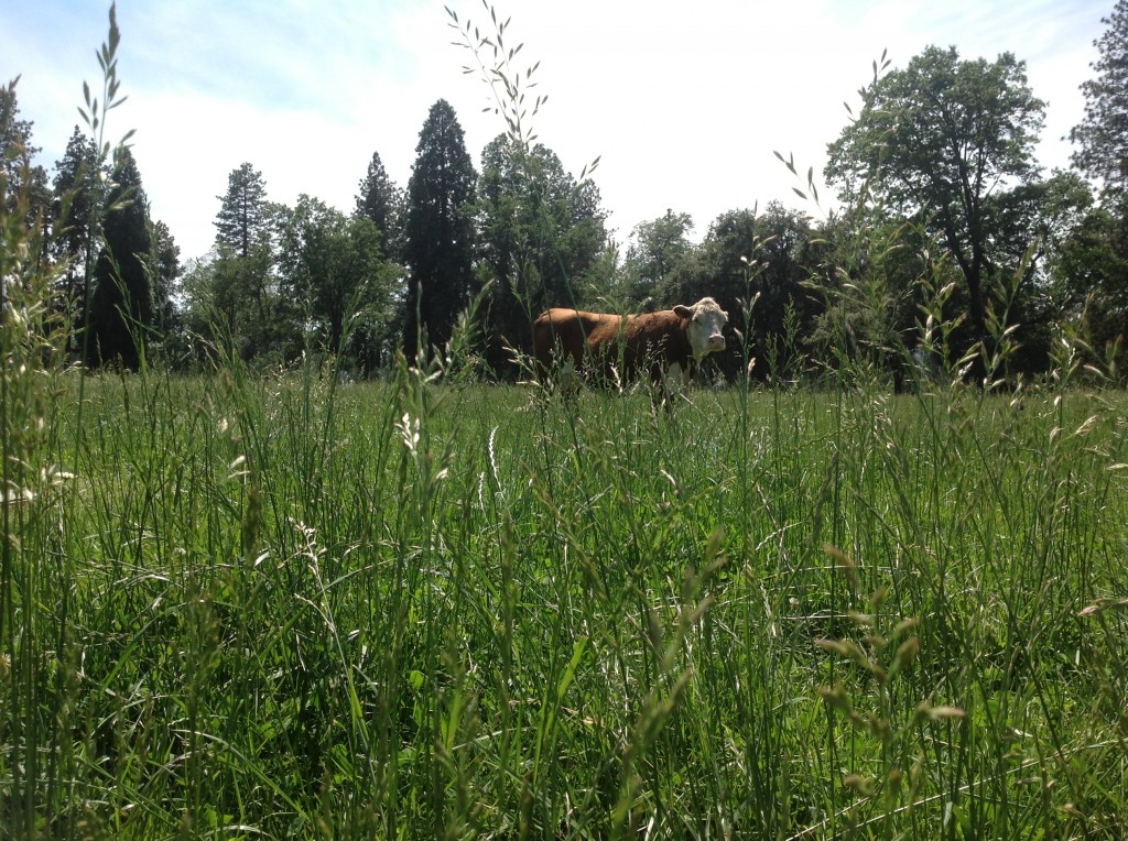 The tall, beautiful grass keeps our 3,000+ lb bull, George, happy- and well fed. 