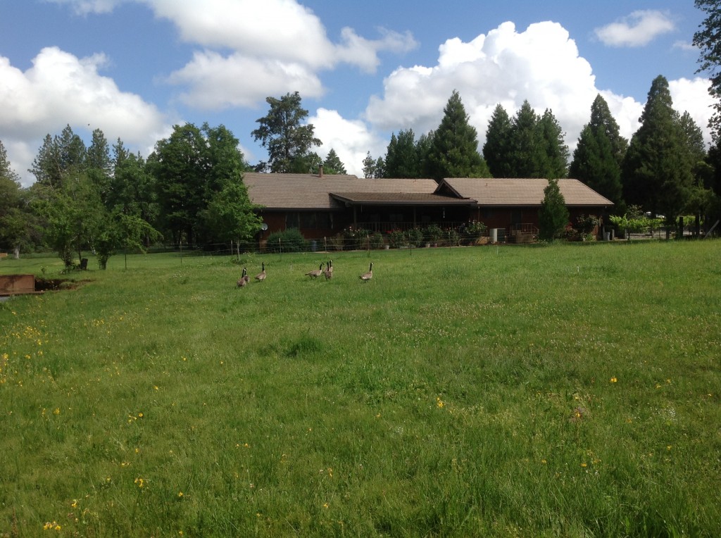 Geese enjoying the tall grass on the 'island' pasture between the creeks.