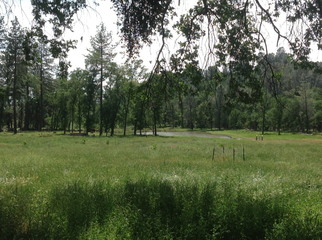 The grasses around the pond are growing by the day, and attracting wildlife such as Canadian Geese, turkeys, and deer. 